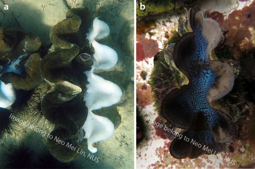 [Publication Alert] ‘Two-Face’: giant clams can be badass too!